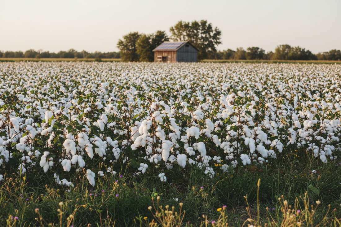 Why Organic Cotton Matters: The Science Behind Softer, Safer, and More Sustainable Bedding